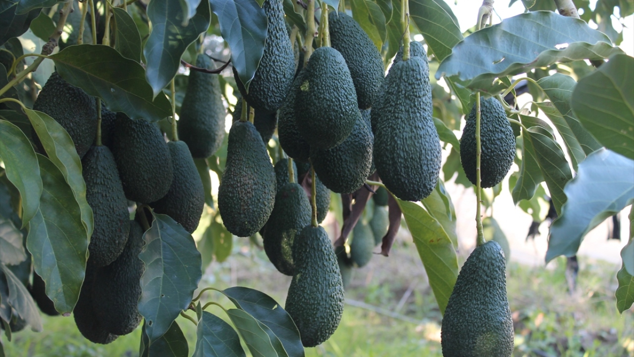 Kentte yaklaşık 30 yıldır tropikal meyve üreten Hasan Duman, avokadonun gelir getirici bir yatırım olduğunu belirterek, "İnsanların bu meyveye alışması uzun sürdü ama şimdi hem çok seviyorlar hem üretiyorlar." dedi.