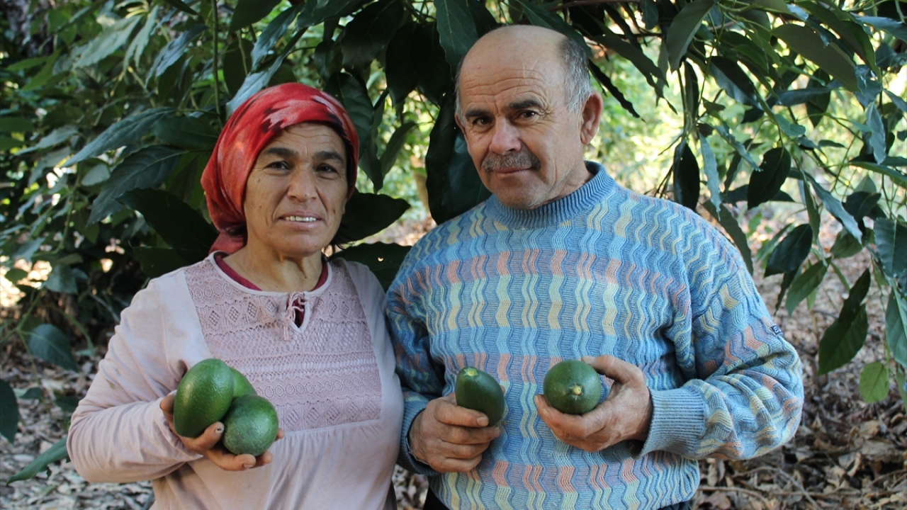 "Artık her sabah kahvaltıda mutlaka yiyorum. Şimdi herkes çok seviyor. Müthiş bir talep var, tüccarlar dalında tanesini 3-5 liradan satın alıyor." diyen Kaplan, avokadonun bakımı kolay, getirisi yüksek bir meyve olduğunu söyledi.
