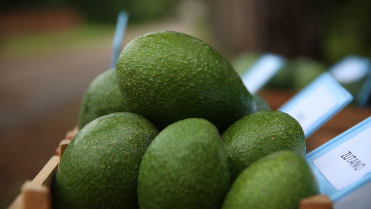 İl Tarım ve Orman Müdürü Mustafa Özen, BATEM`de yıllık 10-15 bine yakın avokado fidanı üretildiğini, çiftçilerin ürüne yoğun ilgi gösterdiğini söyledi.