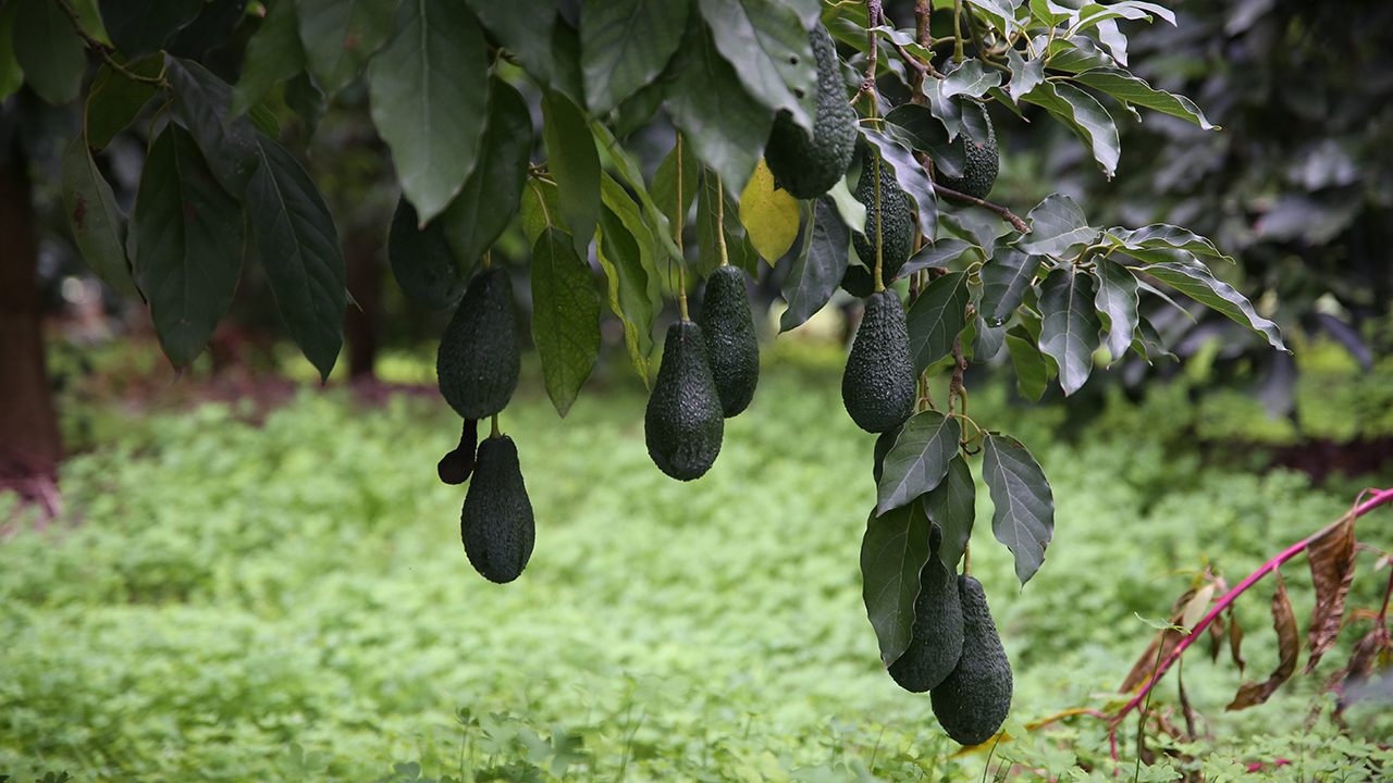 Türkiye`de, Gıda ve Tarım Örgütü (FAO) projesi kapsamında 1970`de, deneme amaçlı Kaliforniya`dan Antalya`ya getirilen avokado üzerine Batı Akdeniz Tarımsal Araştırma Enstitüsünde (BATEM) 1983`e kadar çalışma yapıldı.