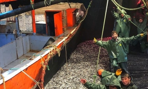 Karadeniz'deki hamsi bolluğu tezgahlara yansıdı