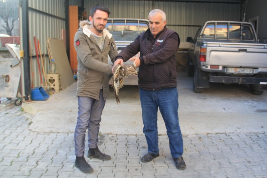 Yaralı halde bulunan şahin tedavi edilecek