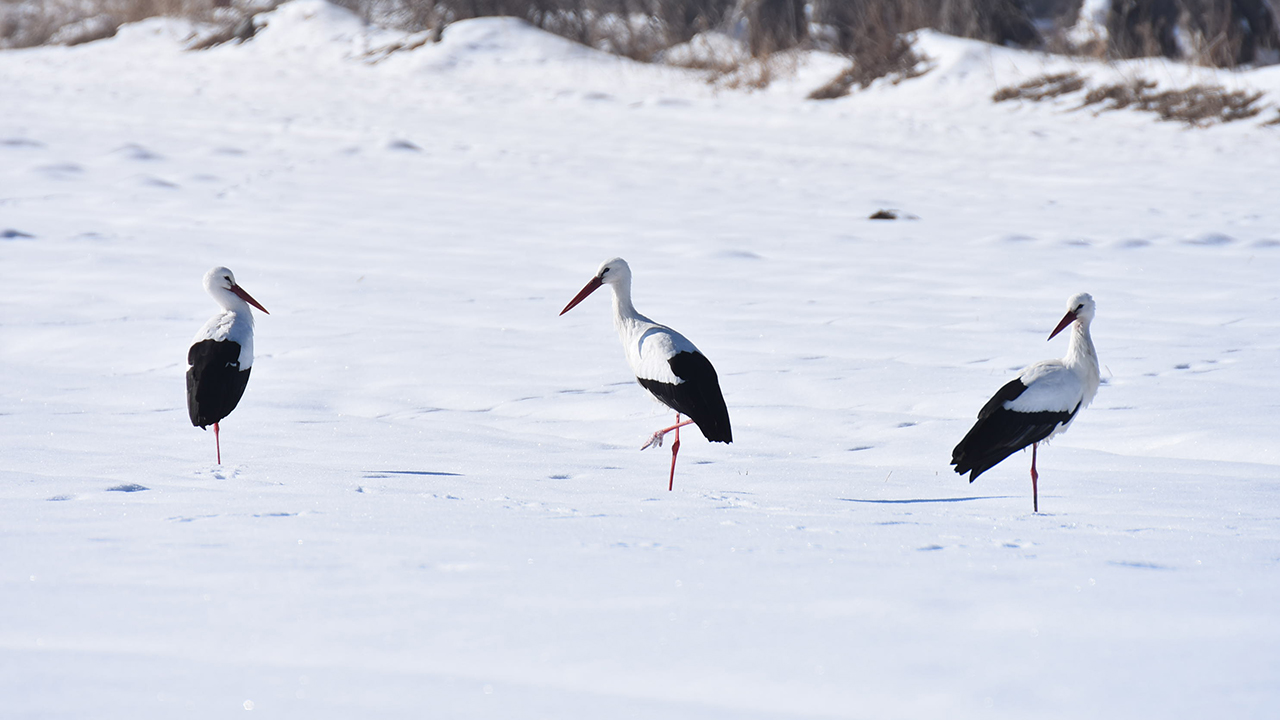Türkiye`nin en soğuk illerinden olan Kars`ta baharın müjdeleyicisi olarak bilinen leyleklerin çoğunluğu, kış ayının gelmesiyle sıcak yerlere göç etti.