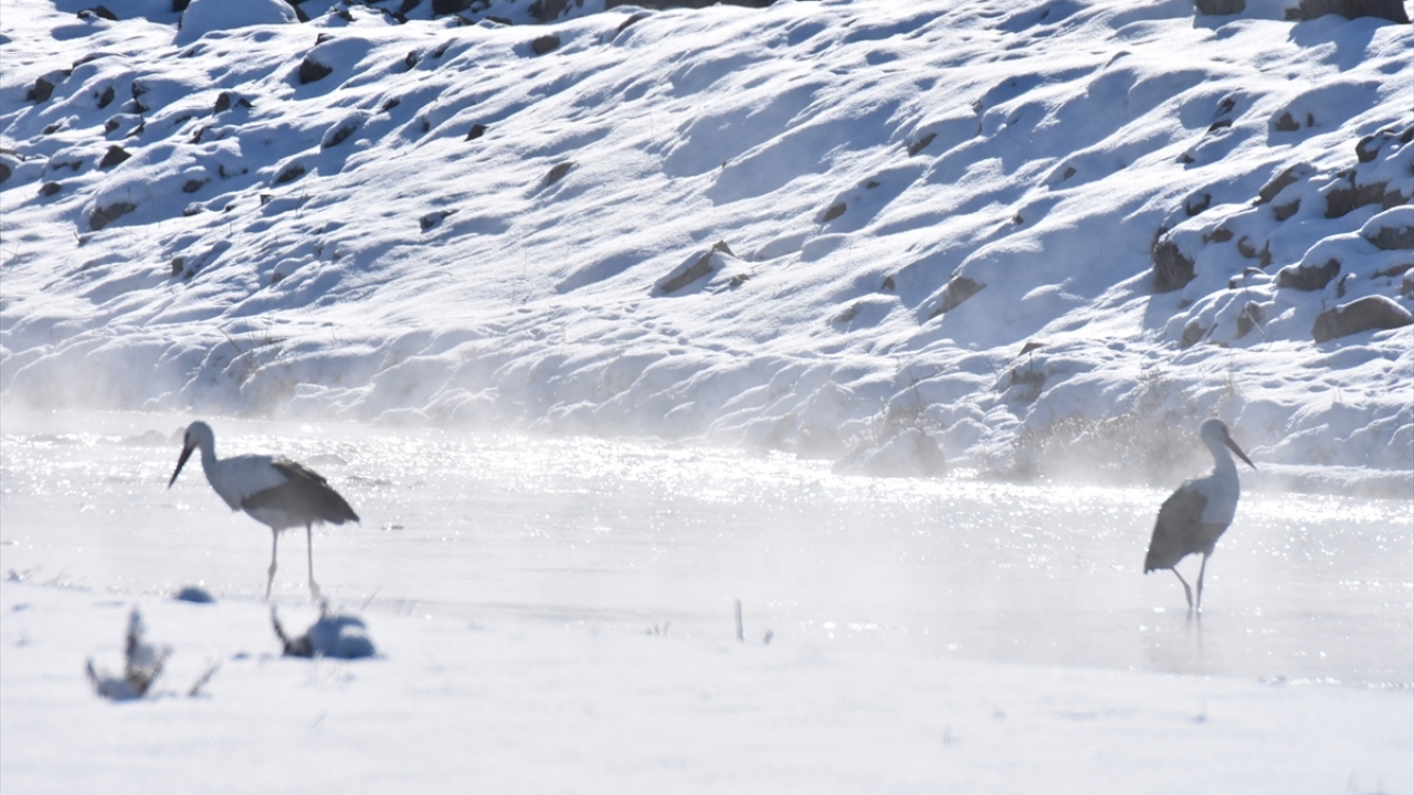 Bazı leylekler ise olumsuz hava koşullarının önceki yıllara göre etkisini geç göstermesi nedeniyle kentten ayrılmadı.