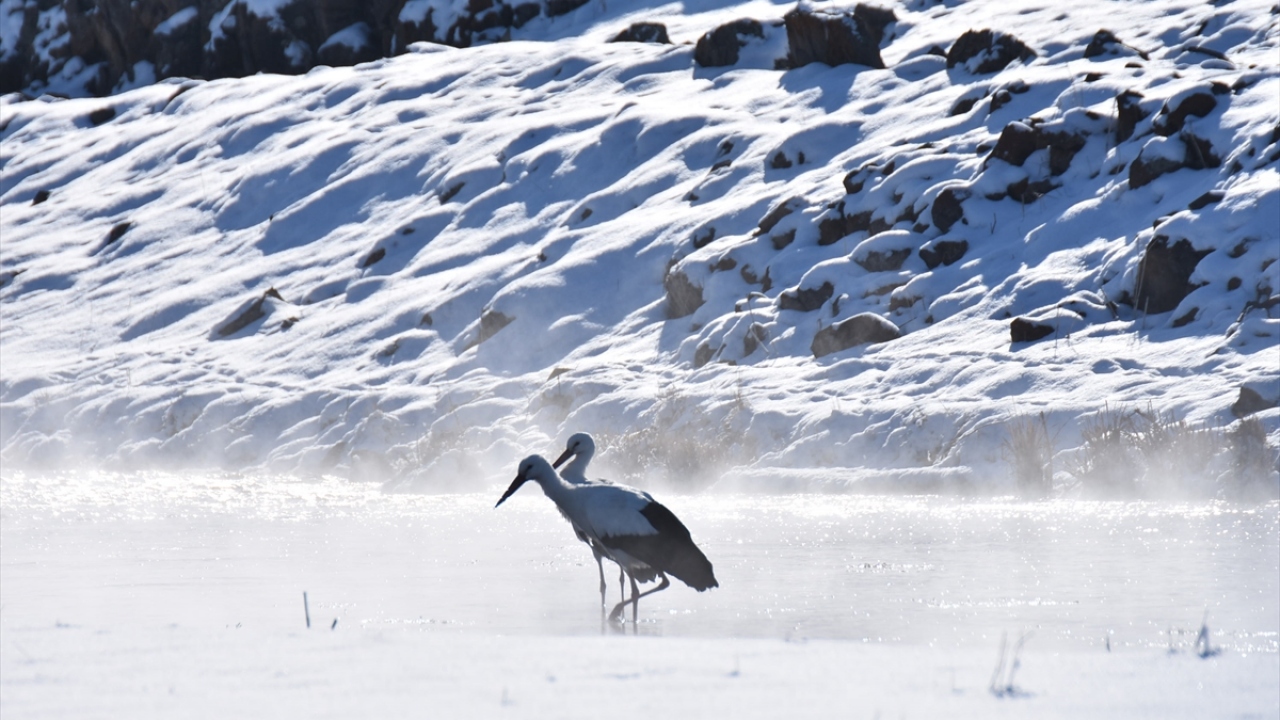 İl merkezine bağlı Çerme köyü yakınlarında bulunan kaplıcadaki termal suyu mesken tutan bu leylekler, kentte hava sıcaklığının sıfırın atlında 19 dereceye düşmesine rağmen sıcak suda yiyecek aramanın keyfini yaşıyor.