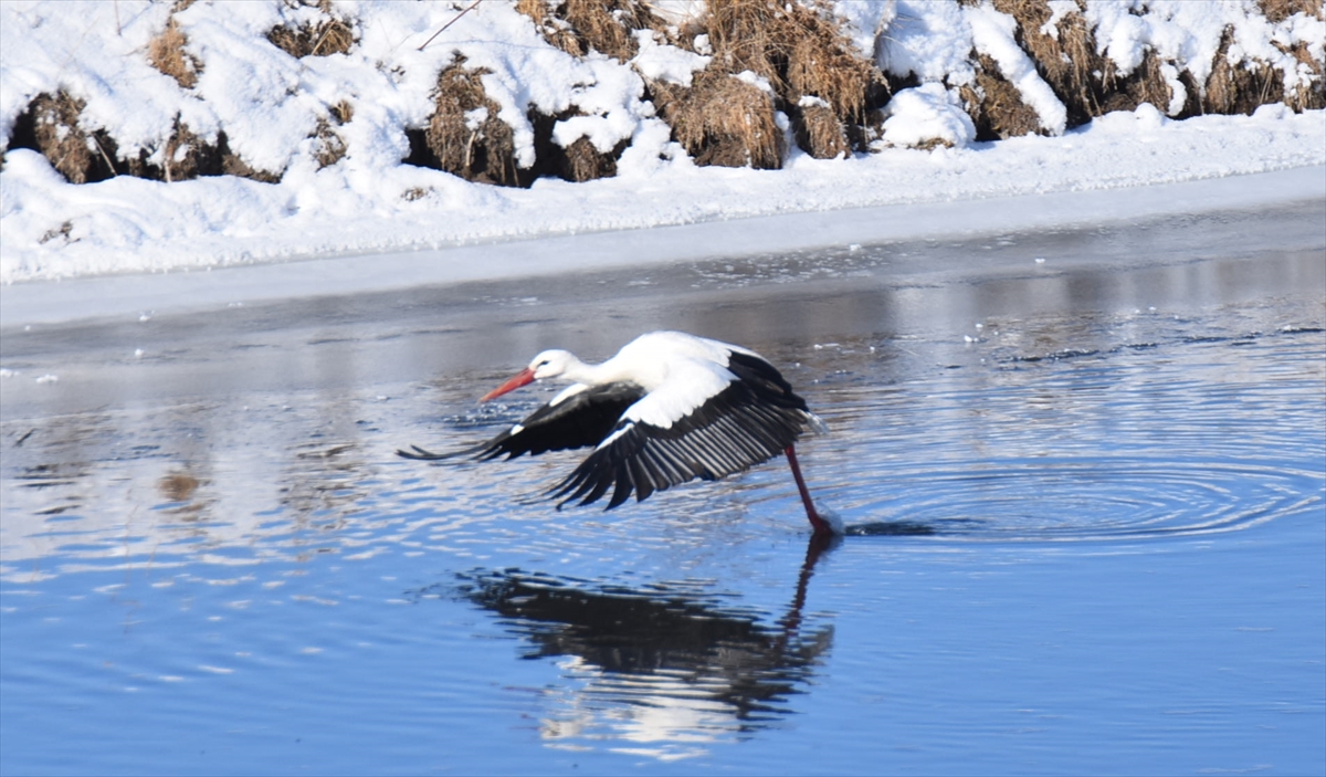 Termal suyun çıktığı kaynak ve aktığı derede yiyecek aradıktan sonra zaman zaman dinlenmek için çevredeki kar üzerine konan leylekler renkli görüntüler oluşturdu. 