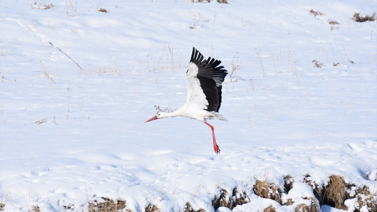 Çerme köyü sakinlerinden Nimet Laçin, gazetecilere yaptığı açıklamada, bazı leyleklerin bu sene göç edemediğini belirterek, "Bu yıl kış geç geldiği için bazı leylekler göç edemeyip burada barındı. Diğer leylekler ise göç edip gittiler." dedi. 