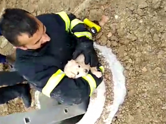 Kuyuya düşen yavru köpeği itfaiye kurtardı