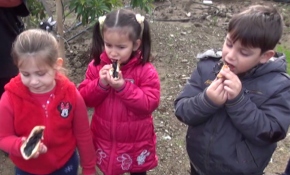 Çocuklar ağaçtan topladıkları "çikolata meyvesini" çok sevdi