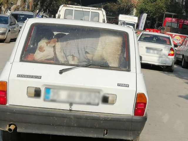 Hasta buzağıyı aracıyla veterinere götürdü