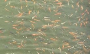 Antalya'nın balık üretim merkezinde hedef ithalatın önüne geçmek