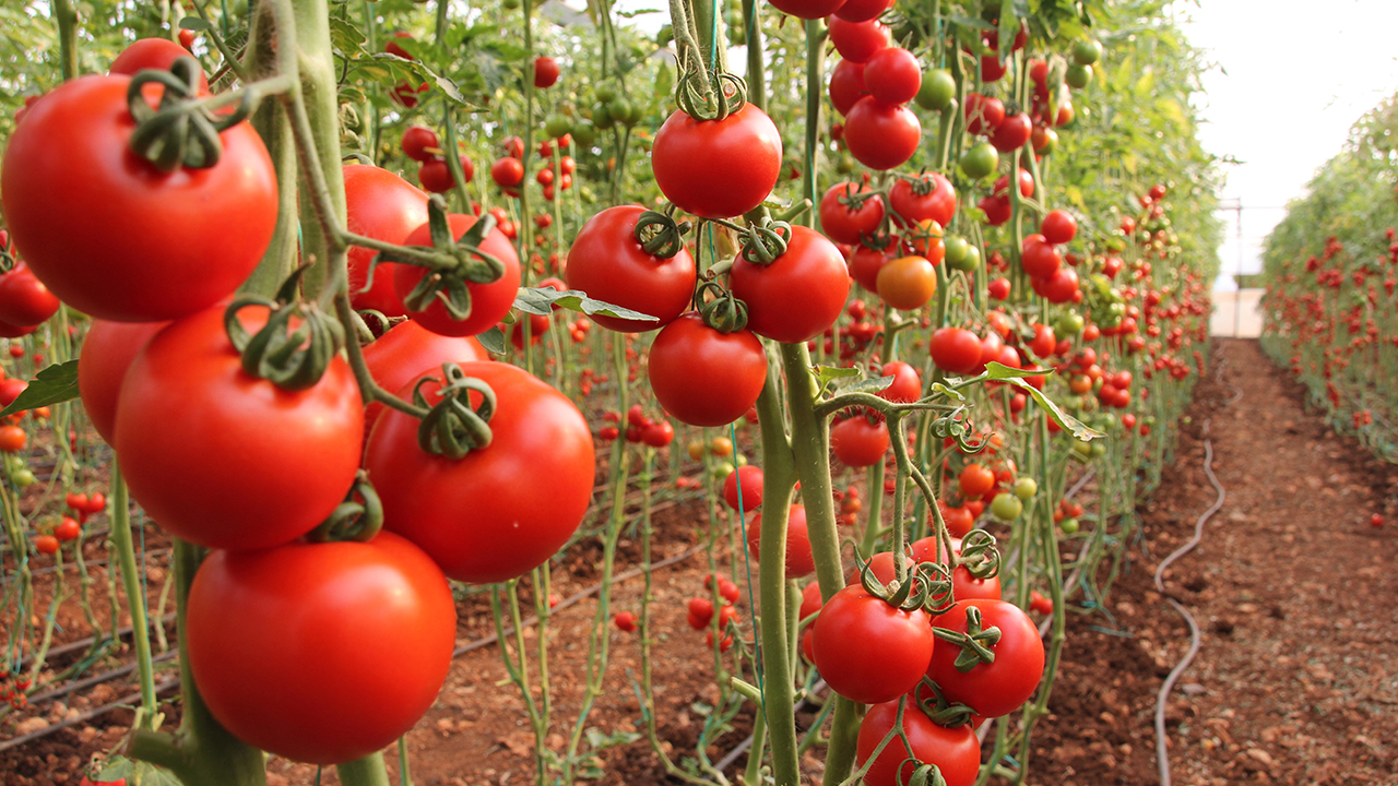 Erdemli Ziraat Odası Başkanı Rasim Şahin, gazetecilere yaptığı açıklamada, mevsim şartları nedeniyle domateslerin daha geç kızarmasının ürüne ihtiyacı arttırdığını ve salkım domatese talebin çok fazla olduğunu söyledi.
