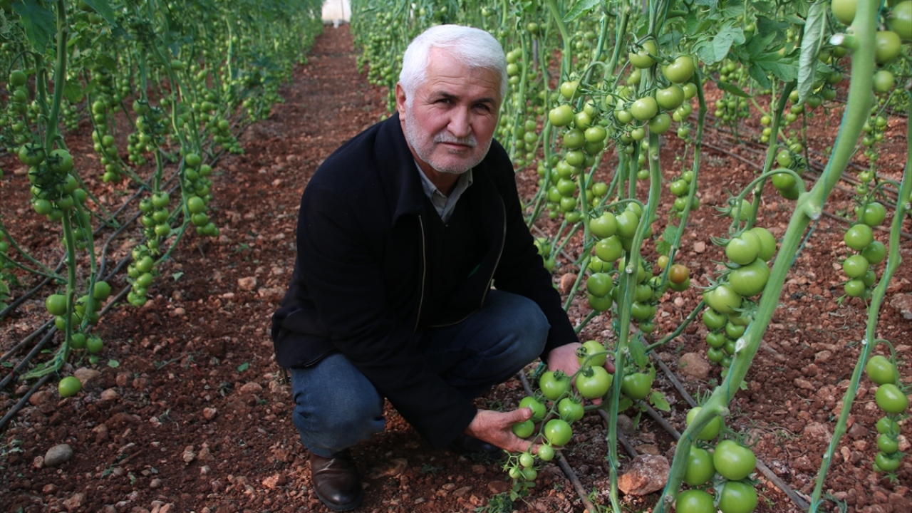 İlçede 28 bin dekar alanda serada domates yetiştirilerek yılda 280 bin ton ürün elde edildiğini dile getiren Şahin, bunların büyük kısmının iç piyasada alıcı bulduğunu vurguladı.