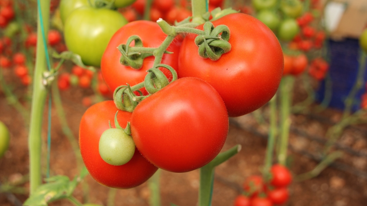 Şahin ayrıca, yılda üç kez serada domates dikimiyle ürün alınabilmesinin çiftçiler açısından önemine işaret etti. 