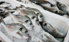 Türkiye'nin su ürünleri ihracatı 1 milyar dolar çıtasını aştı