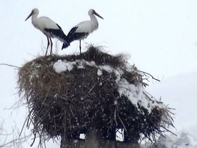 3 yıldır göç etmeyen leylekler
