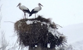 3 yıldır göç etmeyen leylekler