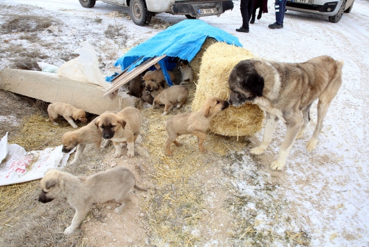 Yaylada ölüme terk edilen 26sı yavru 28 köpeğe Belediye sahip çıktı