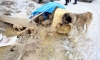 Yaylada ölüme terk edilen 26'sı yavru 28 köpeğe Belediye sahip çıktı