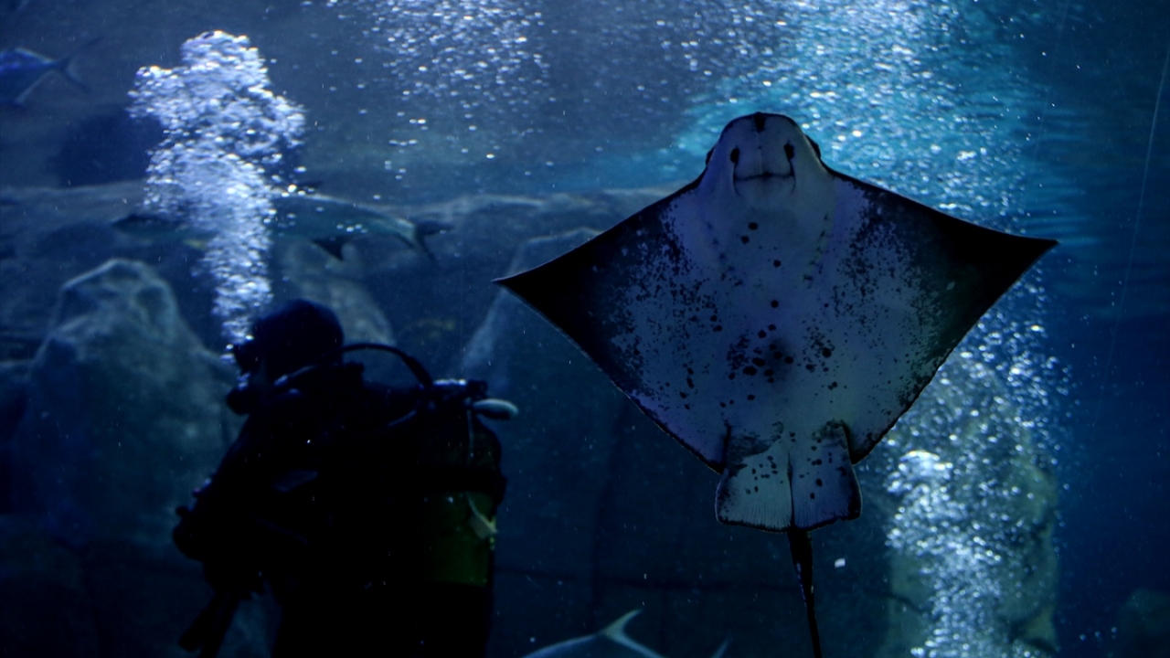 İstanbul Akvaryum 2019 yılında yaklaşık 1,5 milyon kişi tarafından ziyaret edildi.