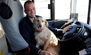 Üşüyen köpek otobüse bindi, Antalya'da 1,5 saat gezdi