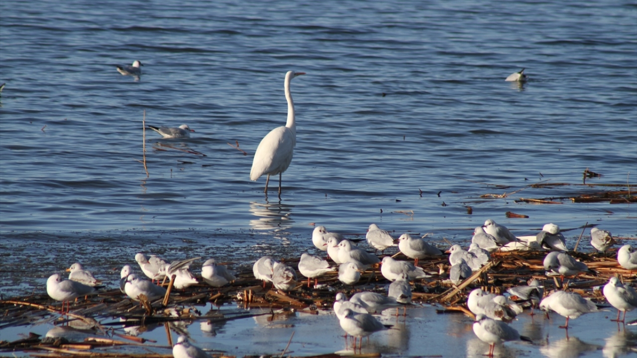 Genelde göl içerisindeki adalarda yaşam süren karabataklar ise geldikleri kıyı kesimlerde tatlı sulara dalarak yakalayabildikleri küçük balıklarla besleniyor.