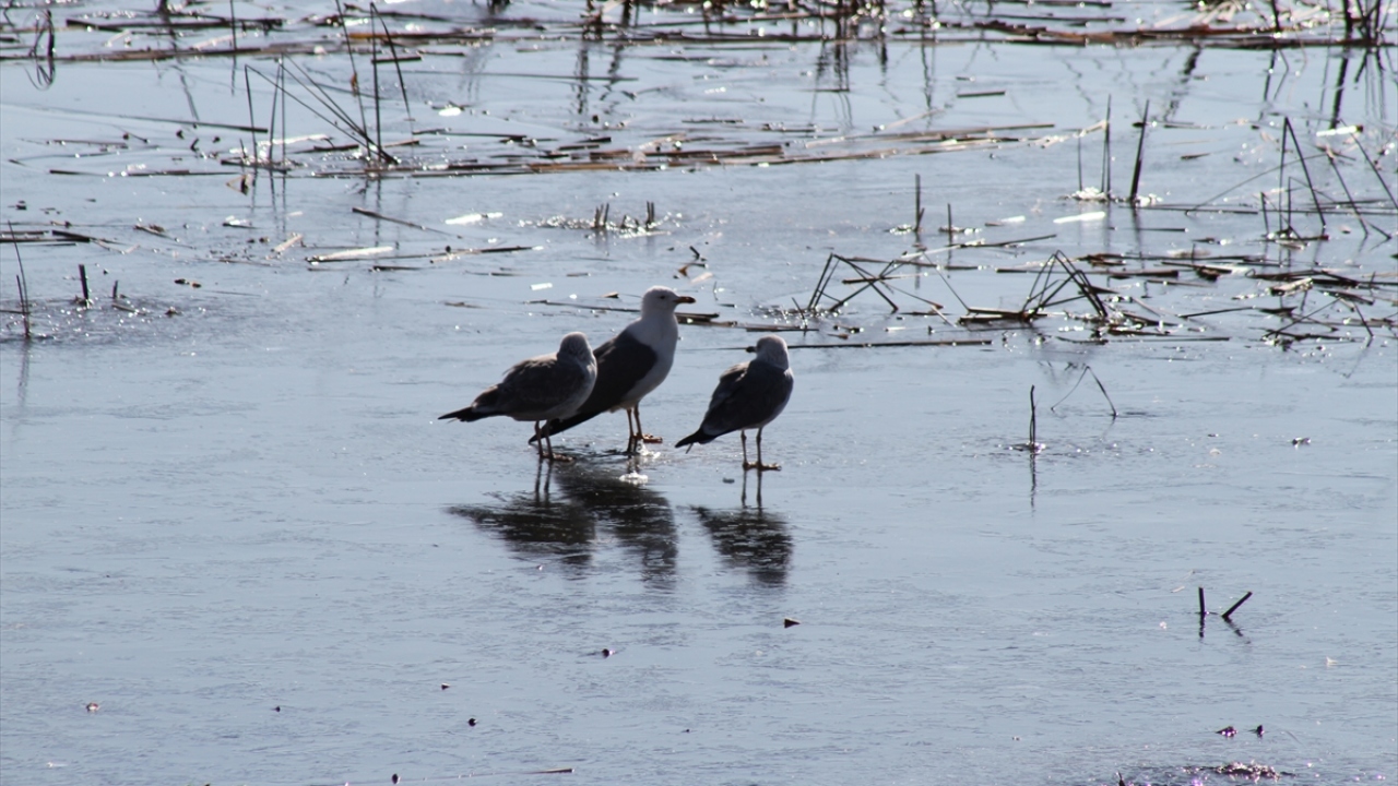 İçerişehir Mahallesi kıyısında göldeki buz tutan kesimlerde buz kütlesinin üzerinde hareketsiz vaziyette bekleyen martıları sahile gelen vatandaşlar ekmek parçaları atarak besliyor.