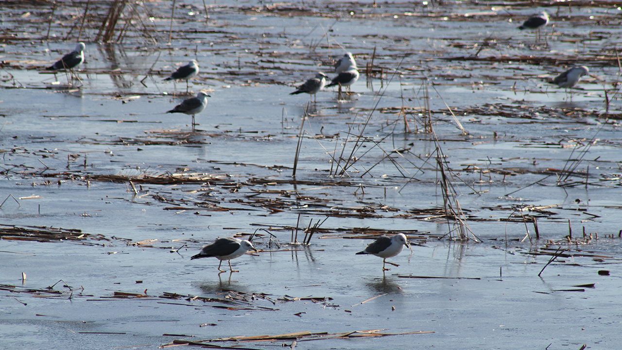 Türkiye`nin en büyük tatlı su gölü olan Beyşehir Gölü`nde yaşayan su kuşları, kent merkezindeki kıyı kesimlere akın etti. 