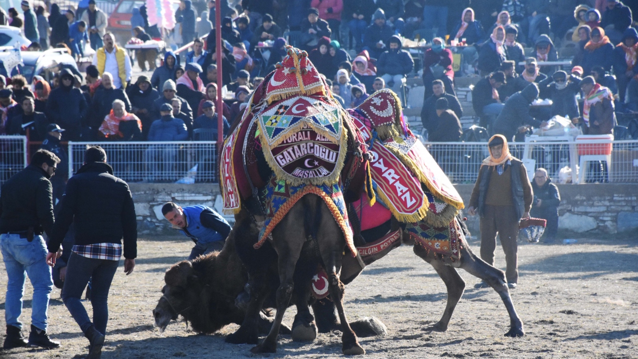 Bir Yörük kültürü olan deve güreşleri Ege, Akdeniz ve Marmara bölgelerinde kasım ile mart ayları arasında yapılıyor.