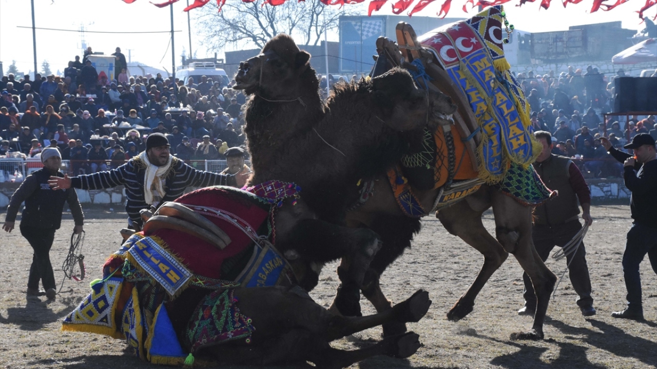 Devecilik Kültürü ve Deve Güreşleri Federasyonu (DEGÜF) Başkanı Özgür Dülger, Anadolu`da, özellikle Marmara, Ege ve Akdeniz bölgesinde kışın en soğuk olduğu dönemde develerin güreştirildiğini söyledi.