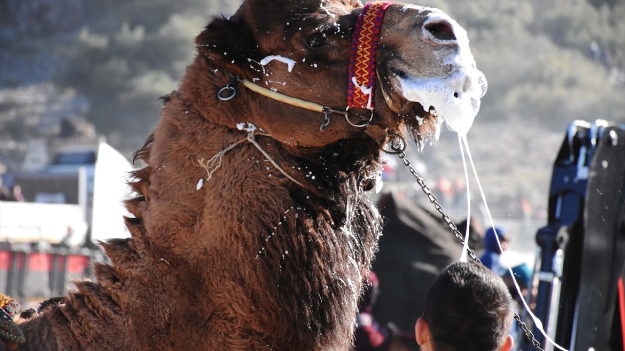 Deve güreşlerinin önemli bir Yörük geleneği olduğuna dikkati çeken Dülger, kendilerinin de yüz yıllardır devam eden bu geleneği yaşatmayı amaçladıklarını ifade etti. 