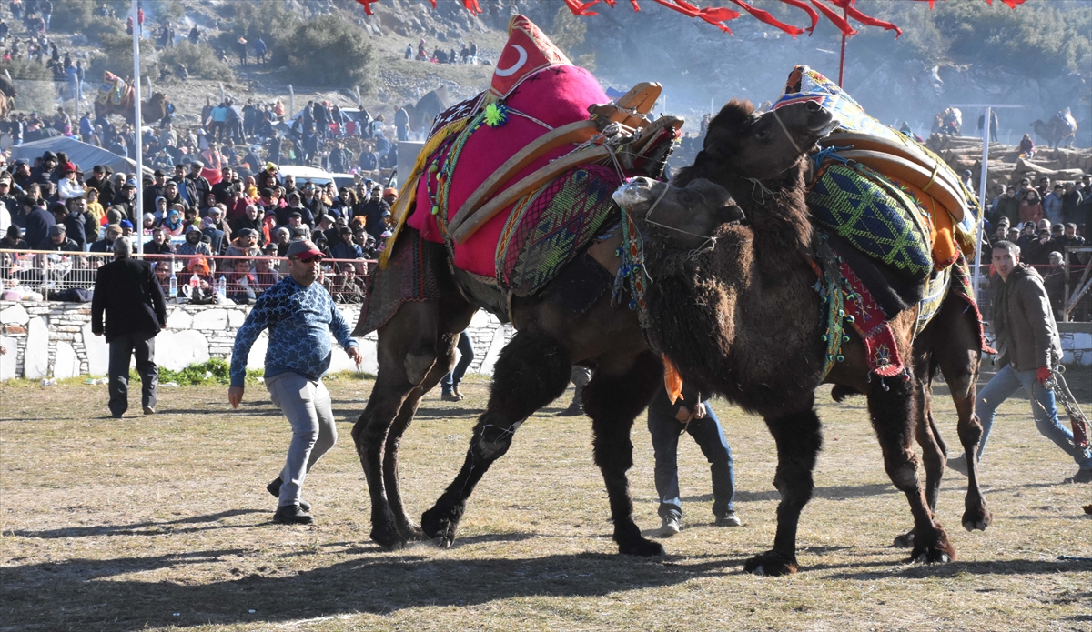 DEGÜF Başkan Yardımcısı Ali Akgün ise 10 yaşından beri develerle iç içe olduğunu, 30 yıldır da deve güreşi takip ettiğini ve deve güreşi hakemliği yaptığını kaydetti.