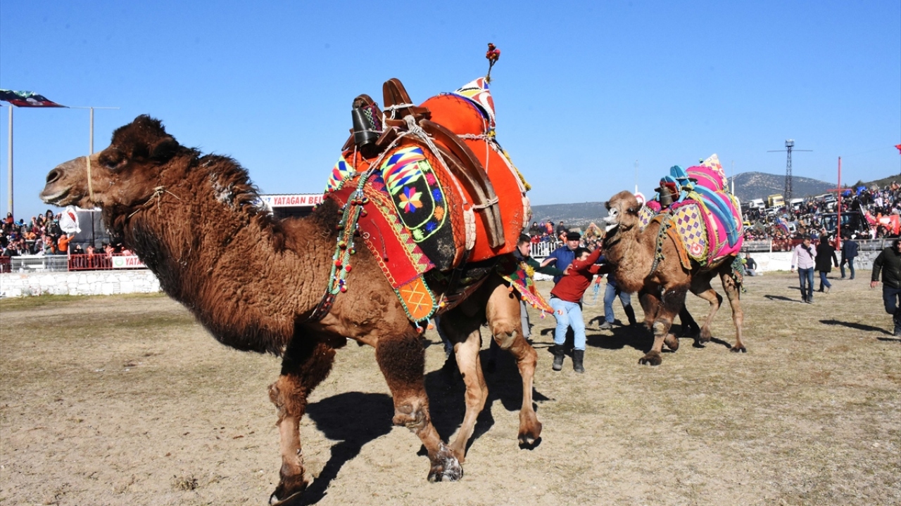 Akgün, devecilik kültürünün ülkede yaşatılan en büyük Yörük kültürlerinden biri olduğunu anlatarak, bu kültüre sahip çıkılması gerektiğini dile getirdi. 