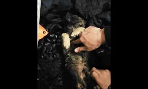 Donmak üzere olan köpeği kalp masajı ile hayata döndürdü