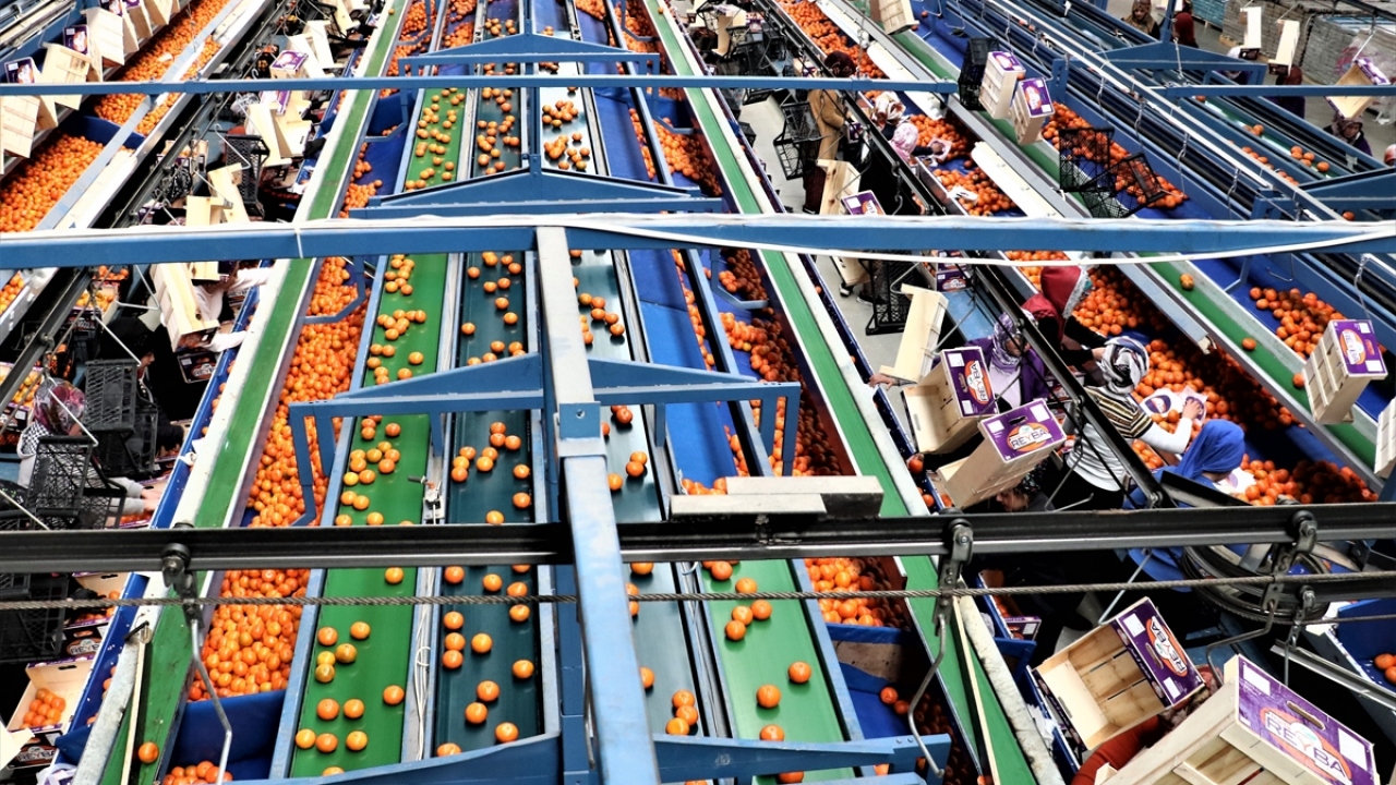 Dünyanın istediği kalitede üretim ve ambalaj yaptıklarına dikkati çeken Kaçmaz, 2020`de ihracatta daha iyi konumda olacaklarını yineledi. 