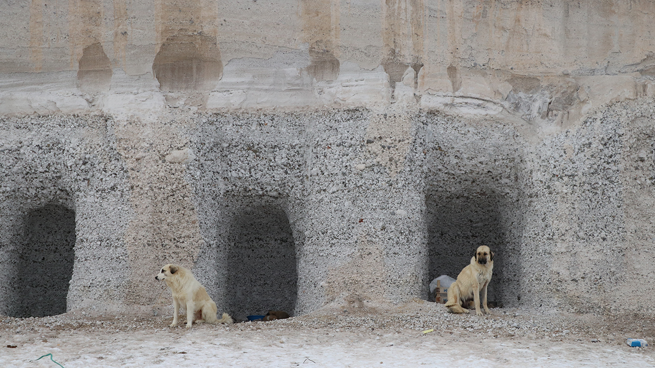 Güzel, Çiftlik-Yeşilgölcük arasındaki 1600 rakımlı Selekin mevkisindeki eski çöplük alanında, kışın sokak hayvanlarının barınması ve üşümemesi için yamaca açtırdığı oyuk sayısını 65`e çıkardı.