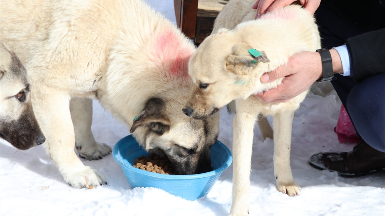 Öğrencilerden Hasan Şahiner de hayvanların da insanlar gibi bir yuvası olsun diye projede görev aldığını belirtti.