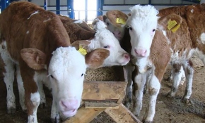 Buzağı ve hububat destek ödemeleri ne zaman yapılacak?