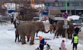 Rusya'da sirkten kaçan filler ortalığı birbirine kattı