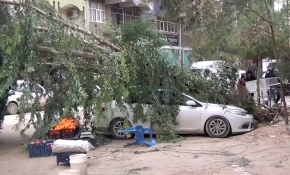 Mardin’de şiddetli rüzgar dev ağacı otomobilin üzerine devirdi