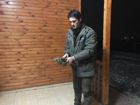 Hatayda yaralı şahin tedavi altına alındı