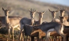 Hatay'da gazella gazella popülasyonunda artış