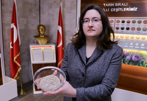 Yerli domates tohumu özellikle kadın çiftçiler için yeniden gün yüzüne çıkarıldı