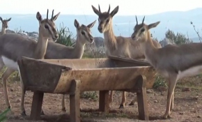 Dağ ceylanlarının sayısı artıyor