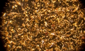 Temizlik ürünlerindeki kimyasallar, ev tozundaki bakterilere direnç kazandırıyor