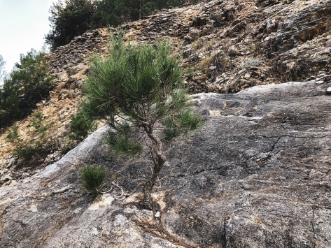 Antalyada kaya içinde yetişen çam fidanı şaşırtıyor