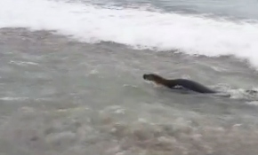 Antalya'da Akdeniz foku görüntülendi