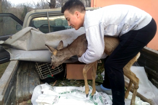 Orduda öğrencilerin köpeklerden kurtardığı karaca tedaviye alındı