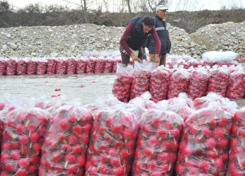 Osmaniye Valisi Coşkun turp işçilerini ziyaret etti