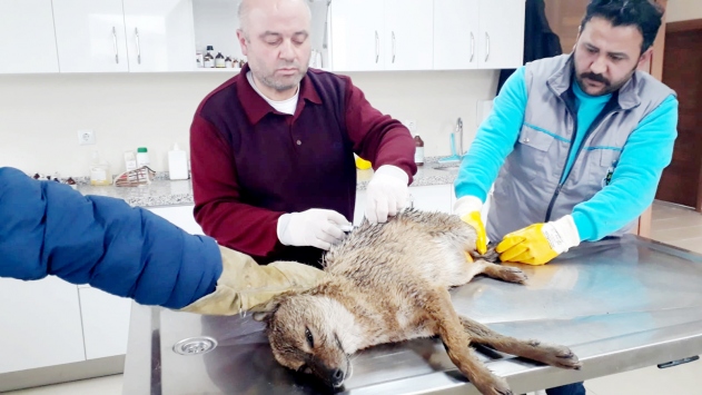 Bursada yaralı çakal tedavi altına alındı